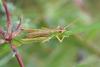 Pseudochorthippus parallelus parallelus